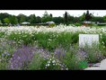 /album/fotogaleria-floriade-2012-foto-new-update/slide10-jpg11/